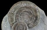 Two Dactylioceras Ammonites Stand Up - England #68159-2